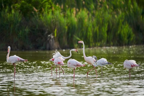 Greater Flamingos (Phoenicopterus roseus) standing in the water, arguing, Parc Naturel Regional de