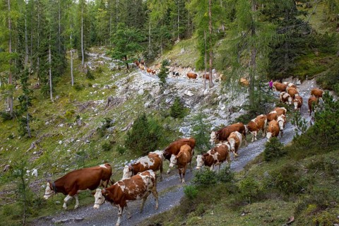 Alpine cattle drive in autumn through the Stallental, from the Eng-Alm through the Karwendel