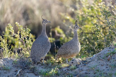 Perltinamu (Eudromia elegans), two individuals standing against the light on sandy ground between