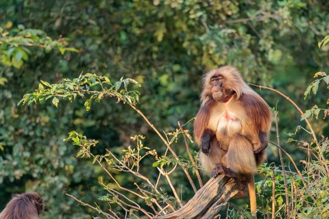 An adult male and a female Gelada (Theropithecus gelada), or bleeding-heart monkey sit close