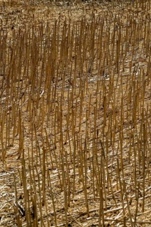 Dry wheat stalks standing in summer farmland. France