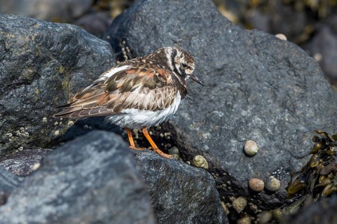 Ruddy Turnstone (Arenaria interpres), Texel, Netherlands
