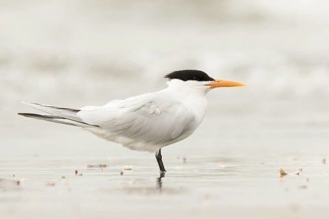 Lesser Crested Tern (Thalasseus bengalensis), Gambia