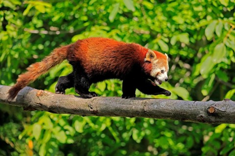 Western Red panda Ailurus fulgens), adult, on tree trunk, running, captive, Himalayas, Central Asia