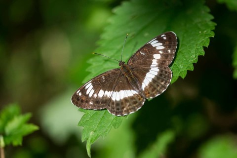 Small kingfisher, Ladoga camilla, limenitis camilla, white admiral, butterfly, insects, butterfly,