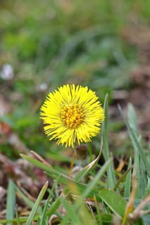 Coltsfoot (Tussilago farfara), close-up of a flower, early bloomer, spring, Wilnsdorf, North