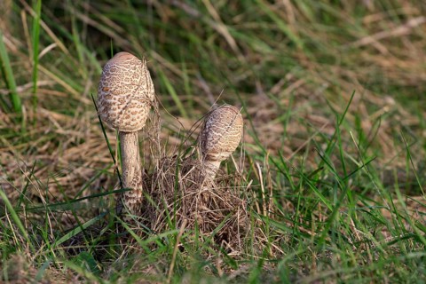 Parasol mushroom, September, Usedom, Mecklenburg-Western Pomerania, Germany