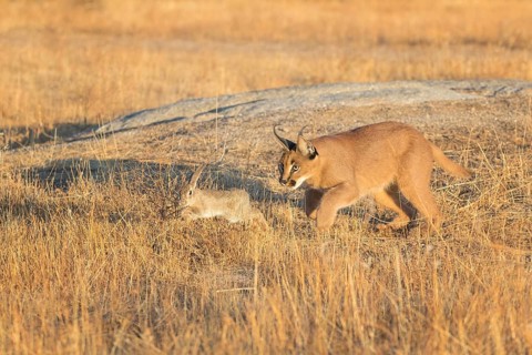 Caracal (Caracal caracal) adult hunting Iberian Hare (Lepus granatensis), Castile-La Mancha, Spain