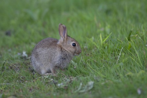 Rabbit (Oryctolagus cuniculus) juvenile baby animal on grassland in the countryside, England,