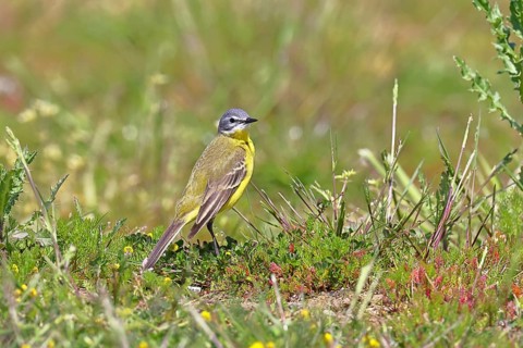 Yellow Wagtail (Motacilla flava) in a meadow, Dümmer, Lake Dümmer, Ochsenmoor, Hüde, Lower Saxony,