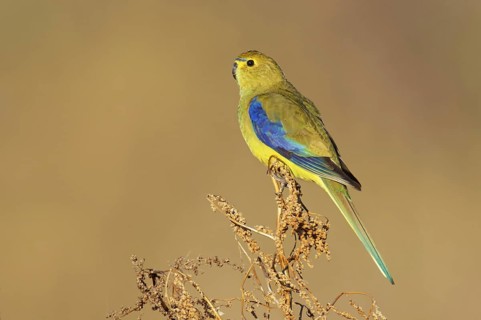 Blue-winged Parrot (Neophema chrysostoma) female, Victoria, Australia