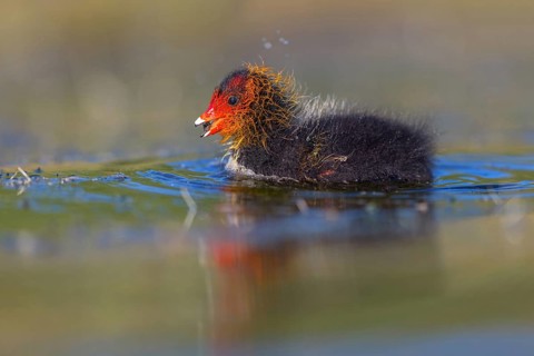 Eurasian Coot, coot, coot rail, black coot, (Fulica atra), chick, Hides de El Taray / Floating Hid,