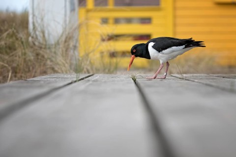 Eurasian Oystercatcher (Haematopus ostralegus), Schleswig-Holstein, Germany