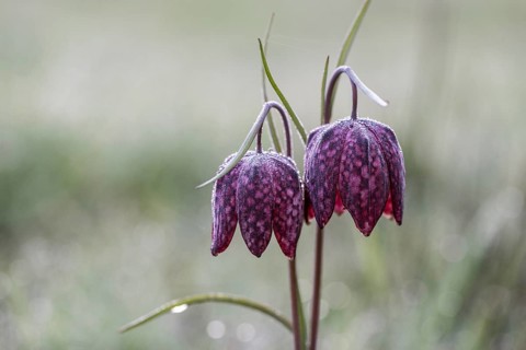 Snake's Head Fritillary (Fritillaria meleagris), Emsland, Lower Saxony, Germany