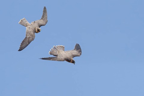 Slaty Falcon, (Falco concolor), animals, birds, birds of prey, falcons, flight photo, pair, two