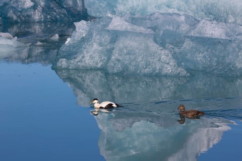 One female and one male common eider, Somateria mollissima, swimming at Jökulsárlón glacier lagoon,