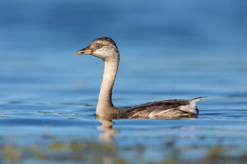 Hoary-headed Grebe (Poliocephalus poliocephalus) juvenile, Victoria, Australia