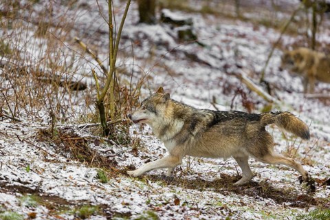 One eurasian gray wolf (Canis lupus lupus) buries its droppings in a snowy meadow