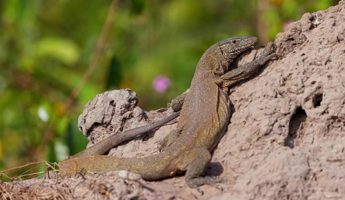 Nile Monitor, (Varanus niloticus), animal, animals, reptile, reptiles, lizard, lizards, Marakissa