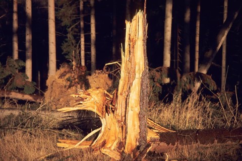 Nature, environment, forest deaths, Bavaria, Germany, trees felled by storms, storm damage, nature,