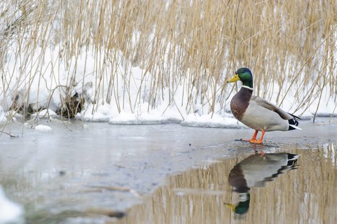 Mallard (Anas platyrhynchos) male on ice, Lower Saxony, Germany