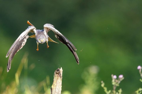 Montagu's harrier (Circus pygargus) ml Germany