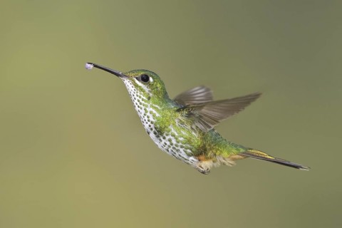 Booted Racket-tail (Ocreatus underwoodii), Ecuador