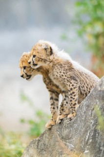 Cheetah (Acinonyx jubatus) youngsters sitting on a rock, captive, occurrence Africa