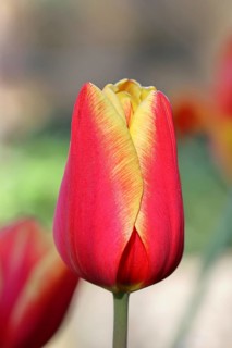Tulip blossom (Tulipa), yellow-red blossom, in a garden, close-up, inflorescence, early bloomer,