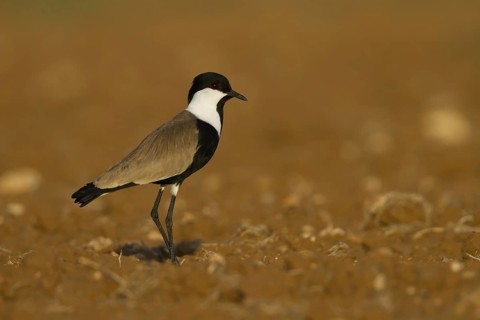 Spur-winged Lapwing (Vanellus spinosus), Cyprus