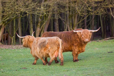 One Highland bull and a cow (Bos (primigenius) taurus) stand on a pasture