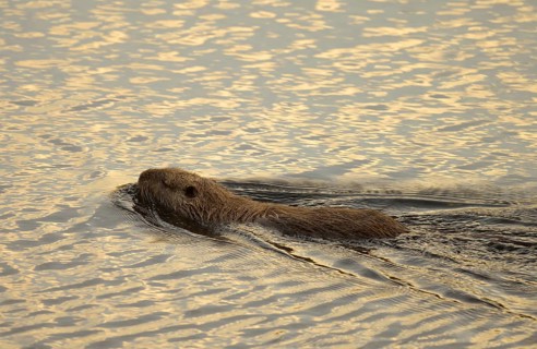 Nutria (Myocastor coypus), water, swimming, reeds, Lower Austria