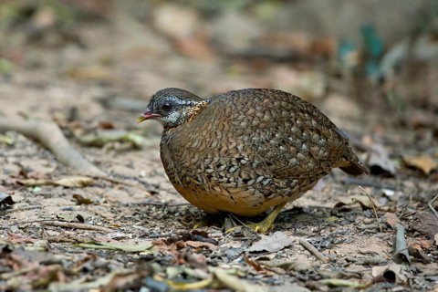 Green-legged Partridge (Arborophila chloropus), Kaeng Krachan, Thailand