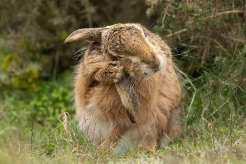 European brown hare (Lepus europaeus) adult animal washing its ear in grassland, England, United
