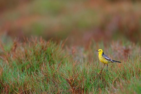 Citrine wagtail, (Motacilla citreola), foraging in a biotope, Middle East, Oman, songbird, family
