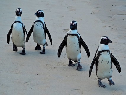 Spectacled penguin (Spheniscus demersus)