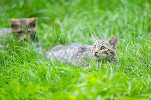 European wildcat (Felis silvestris silvestris) on a meadow, Hesse, Germany