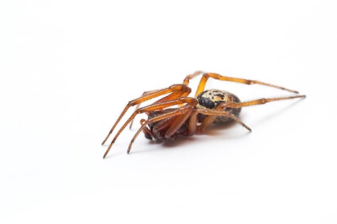 Noble False Widow (Steatoda nobilis), adult male on white background, Galicia, Spain