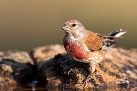 Common Linnet (Linaria cannabina) male, Castile and Leon, Spain