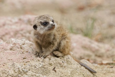 Close-up of a young meerkat in its natural habitat, Poland