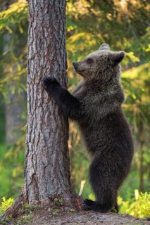 Eurasian Brown Bear (Ursus arctos) standing at tree in forest, Finland