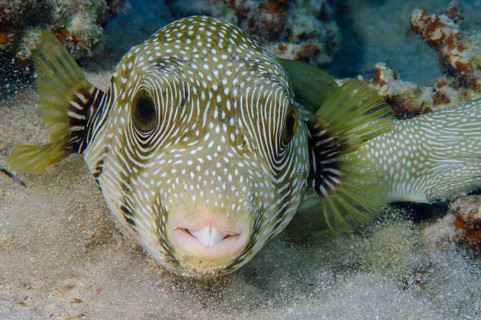 Underwater photo close-up of white-spotted pufferfish (Arothron hispidus) White-spotted pufferfish