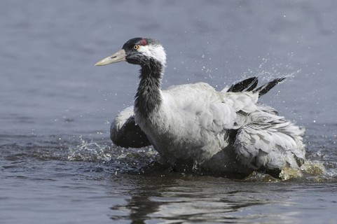 Common Crane (Grus grus) bathing, Vaestergoetland, Sweden