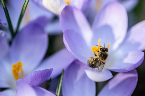 Elfin crocus (Crocus tommasinianus) with honey bee (Apis mellifera), Emsland, Lower Saxony, Germany
