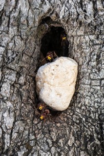 Hornets (Vespa crabro) at the nest entrance in an olive tree, Sicily, Italy