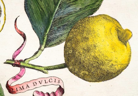 Lemon on a branch with leaf and decorative banner Lima Dulcis, citrus fruit, hand-colored copper
