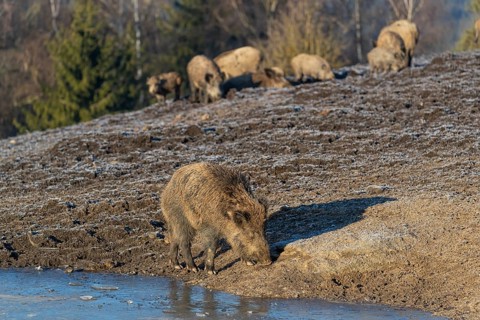 One young wild boar or wild pig (Sus scrofa) searching for food on a hoar frosted opening near a