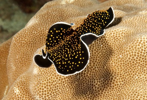Golden-spotted flatworm (Thysanzoon nigropapilosus) Yellow-spotted whirlpool worm Golden-spotted