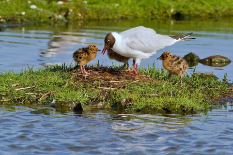 Black-headed Gull (Chroicocephalus ridibundus) with chicks at nest, Texel, Netherlands