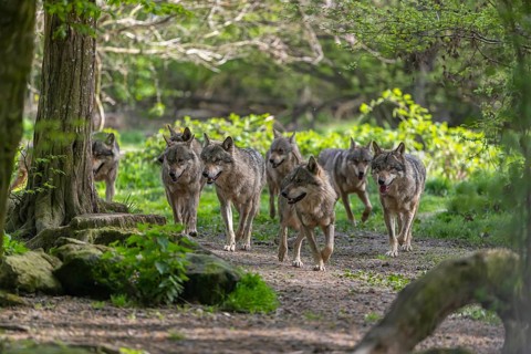 Group of eight eurasian gray wolves (Canis lupus lupus) walking on a path in an open forest.